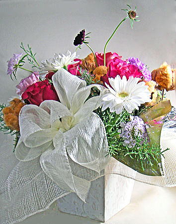 �e�f�B�x�A�̓~�̃A�����W