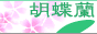 胡蝶蘭の愛華園芸