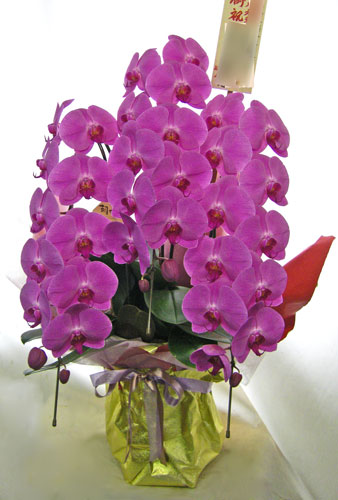 胡蝶蘭の鉢植えギフト
