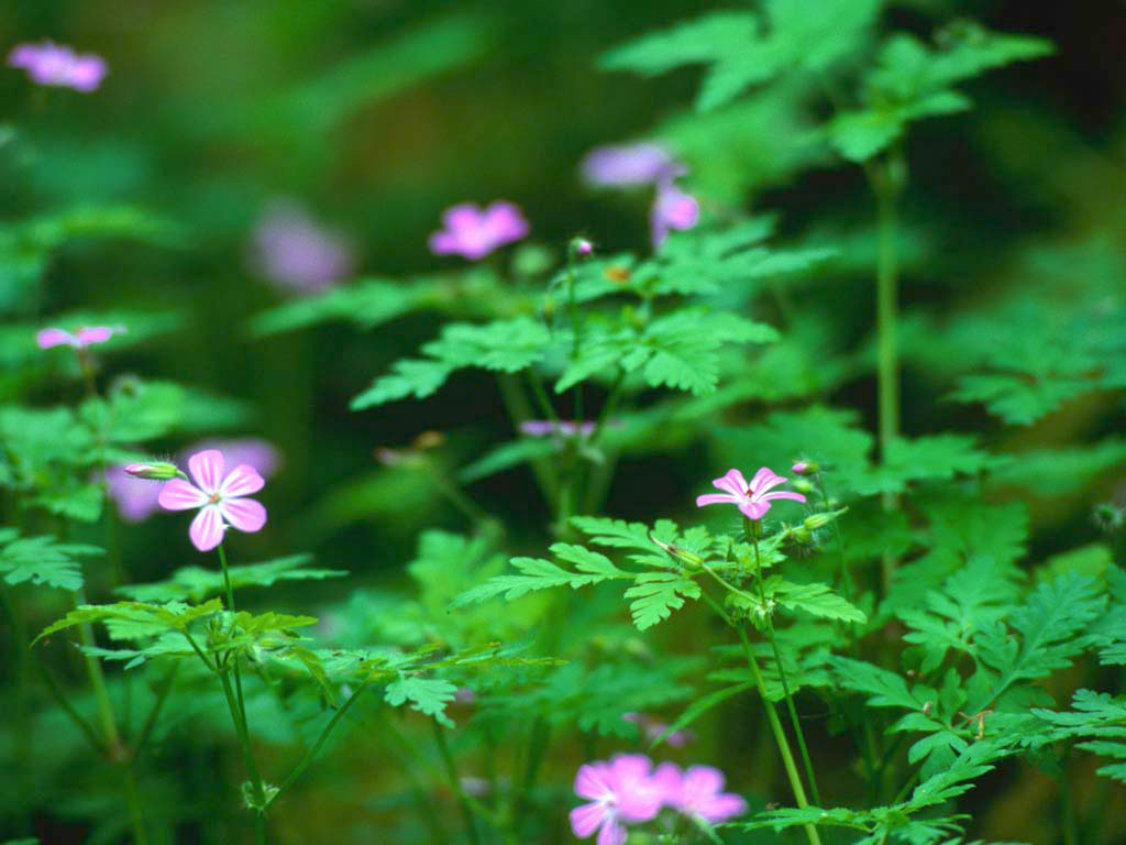 森の花