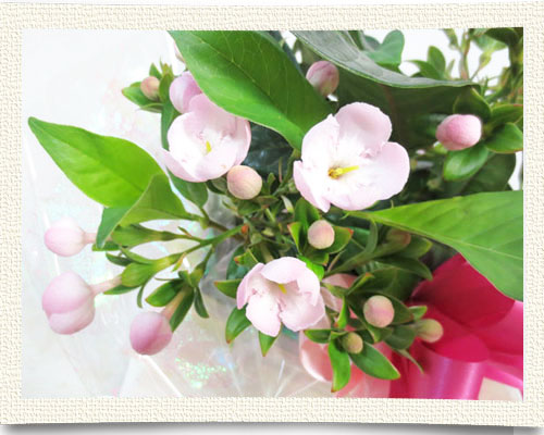 匂い桜の鉢植えギフト